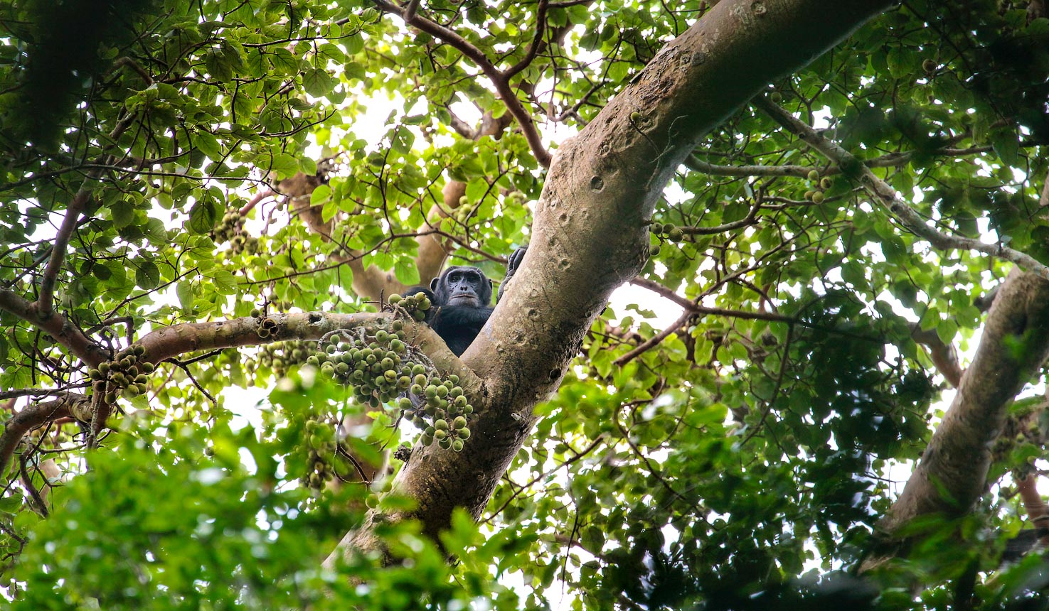 Chimpanzee Habituation in Kibale