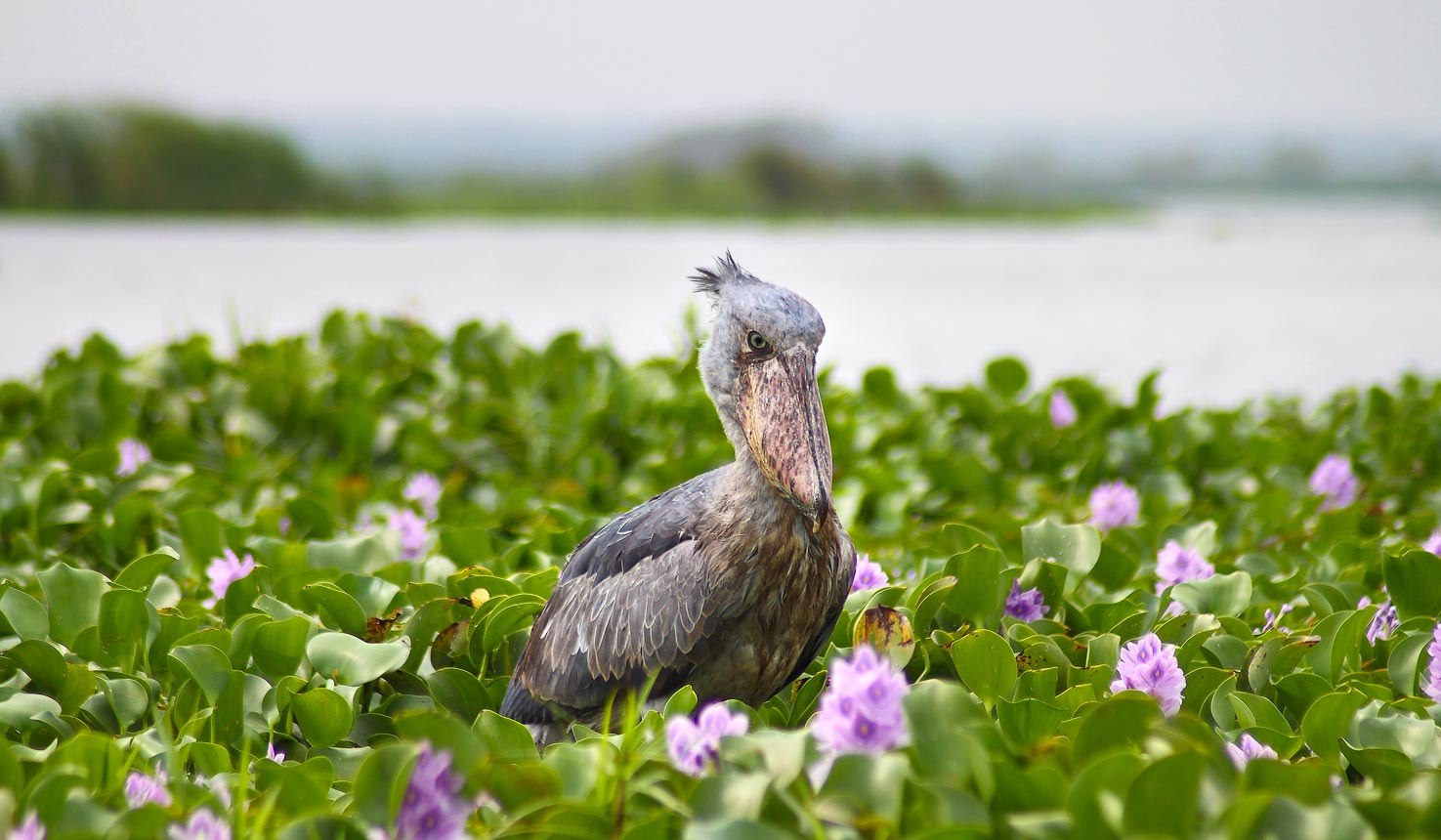 Shoebill Stork Search