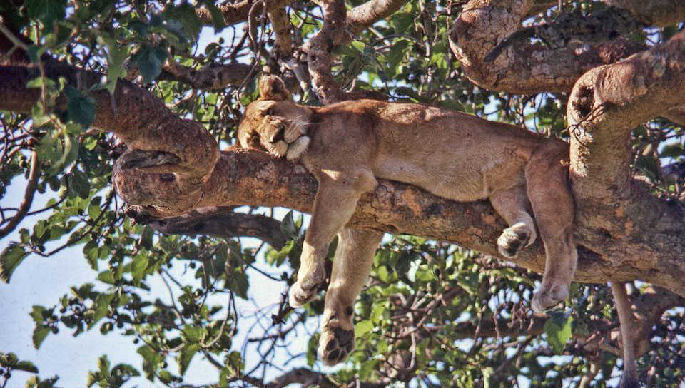 Tree-Climbing Lions of Ishasha