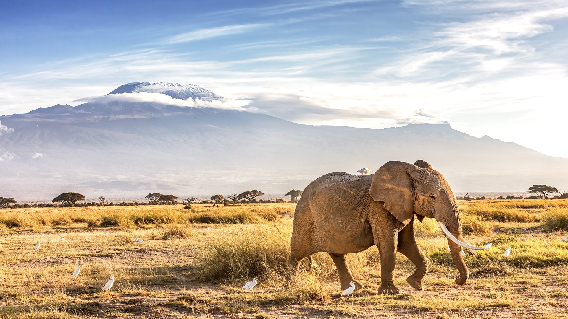 Amboseli Elephant Safari
