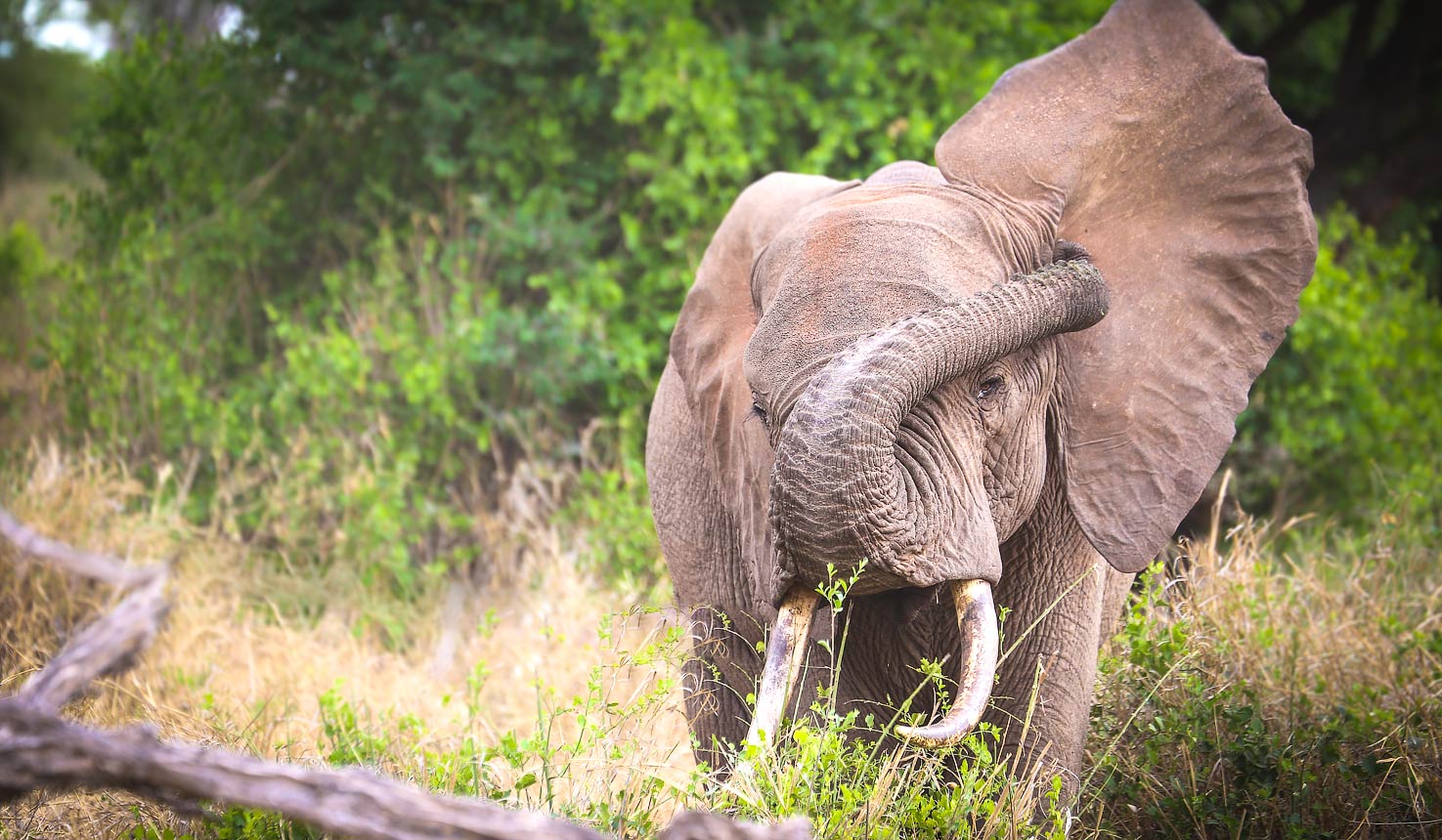 9-Day Kenya Grand Safari