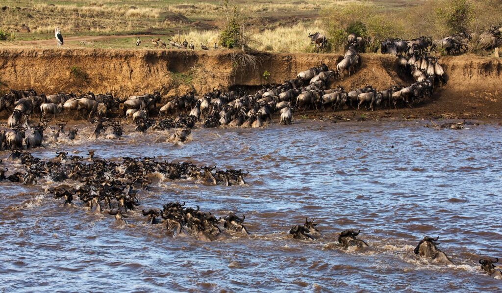 Fly-In Serengeti & Ngorongoro Crater Safari