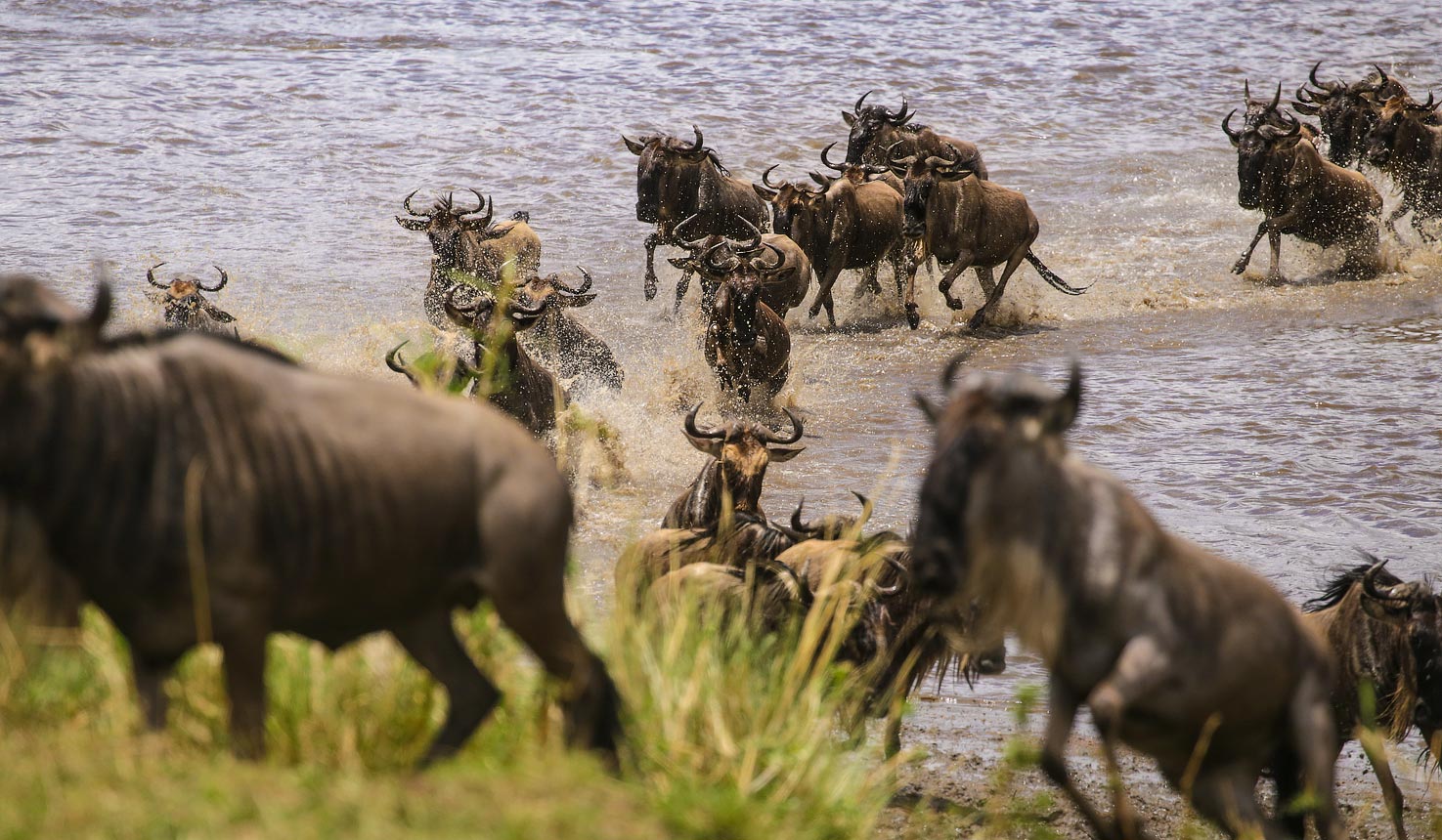 Great Migration in the Serengeti