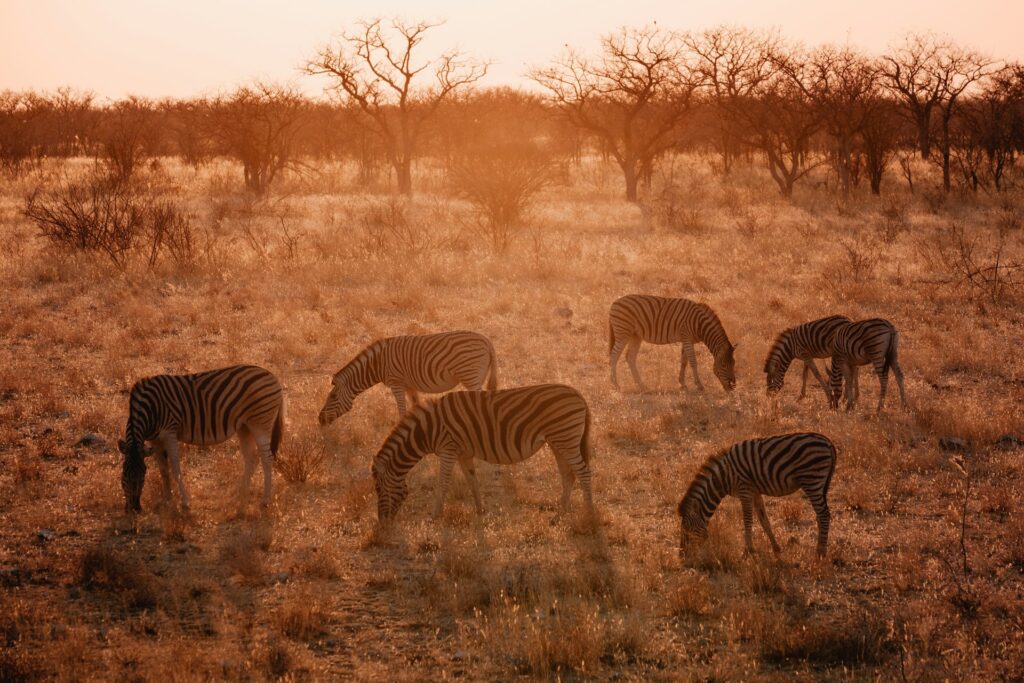 Masai Mara Camping Safari