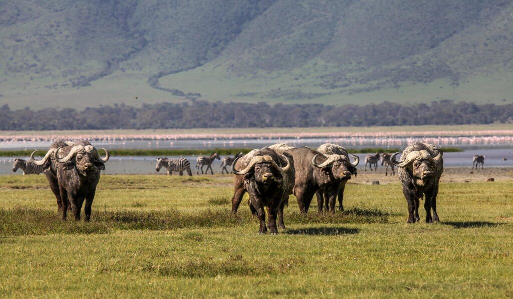 Tarangire, Serengeti & Ngorongoro Crater Safari