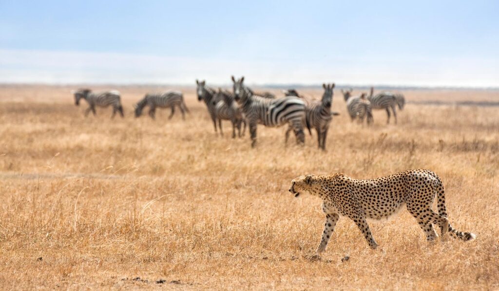 Wildlife Safaris safari