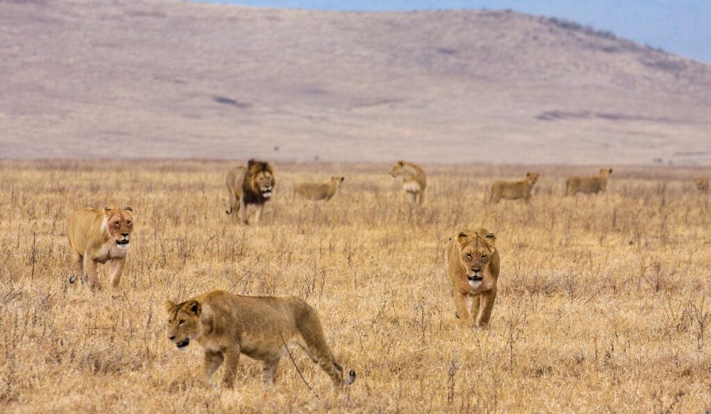 Tarangire, Serengeti & Ngorongoro Crater Safari