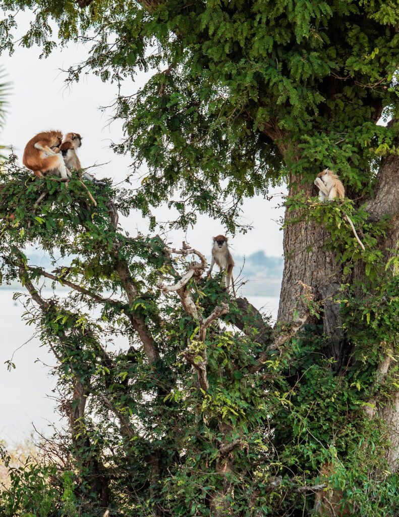 Gorilla Trekking, Lake Bunyonyi & Kibale Chimp Trekking Safari