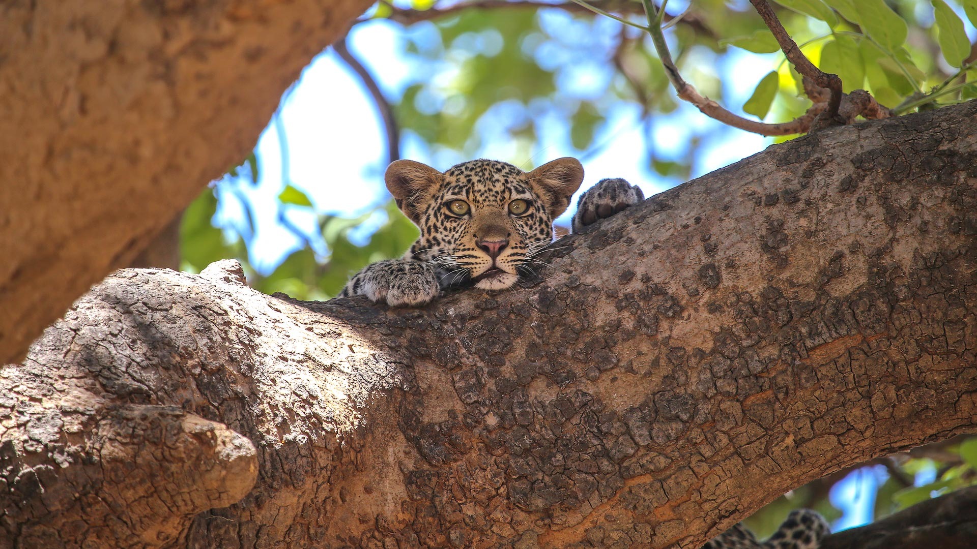 East Africa Safari & Zanzibar Beach