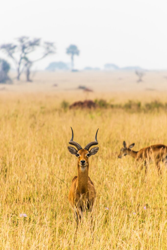 Uganda Primates & Wildlife Safari