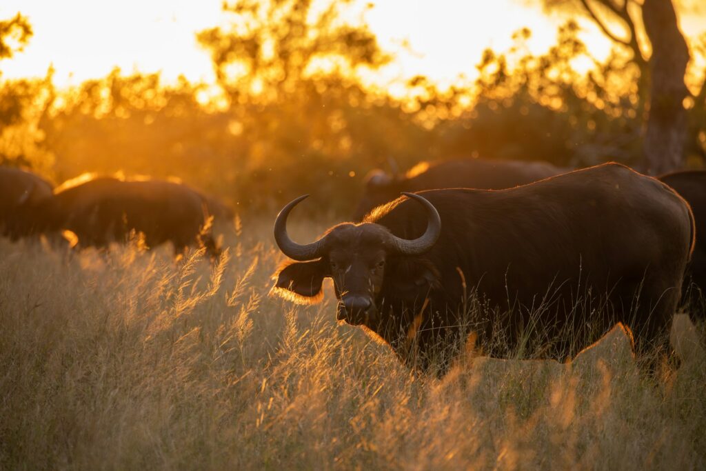 6-day Maasai Mara to Serengeti Migration