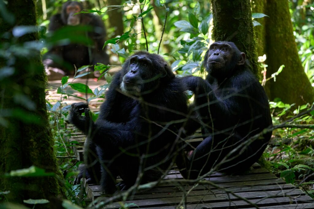 Kibale, Queen Elizabeth, Bwindi Gorilla Trekking & Lake Mburo Safari