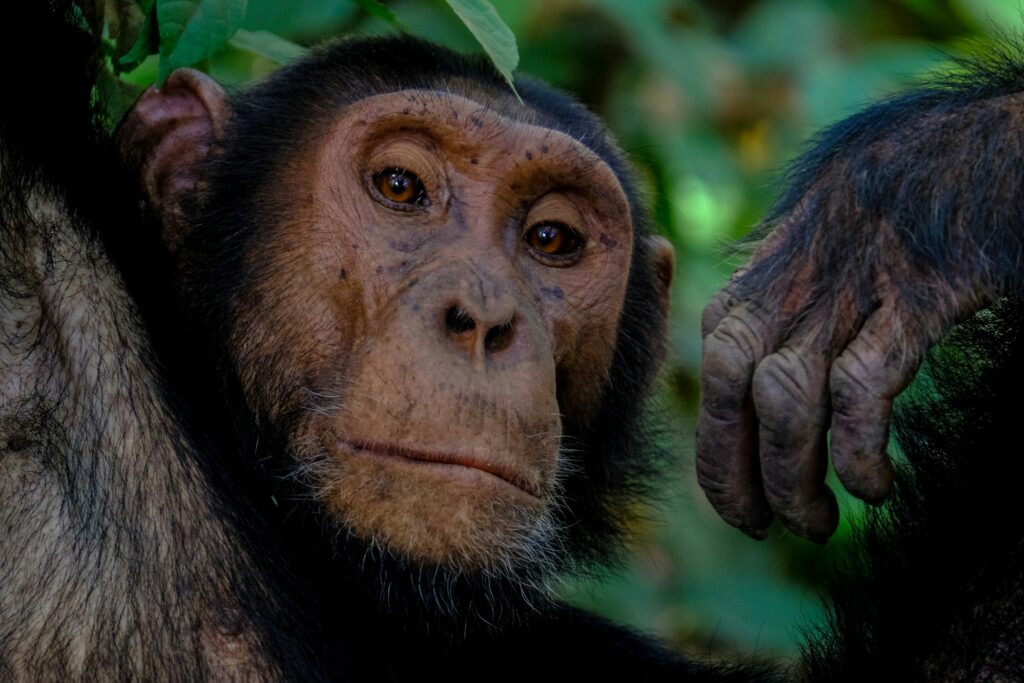 Queen Elizabeth National Park & Chimp Trekking Safari