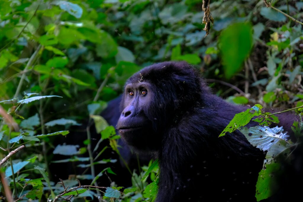 Bwindi Gorilla Trekking & Lake Bunyonyi Canoe Safari (3 Days)