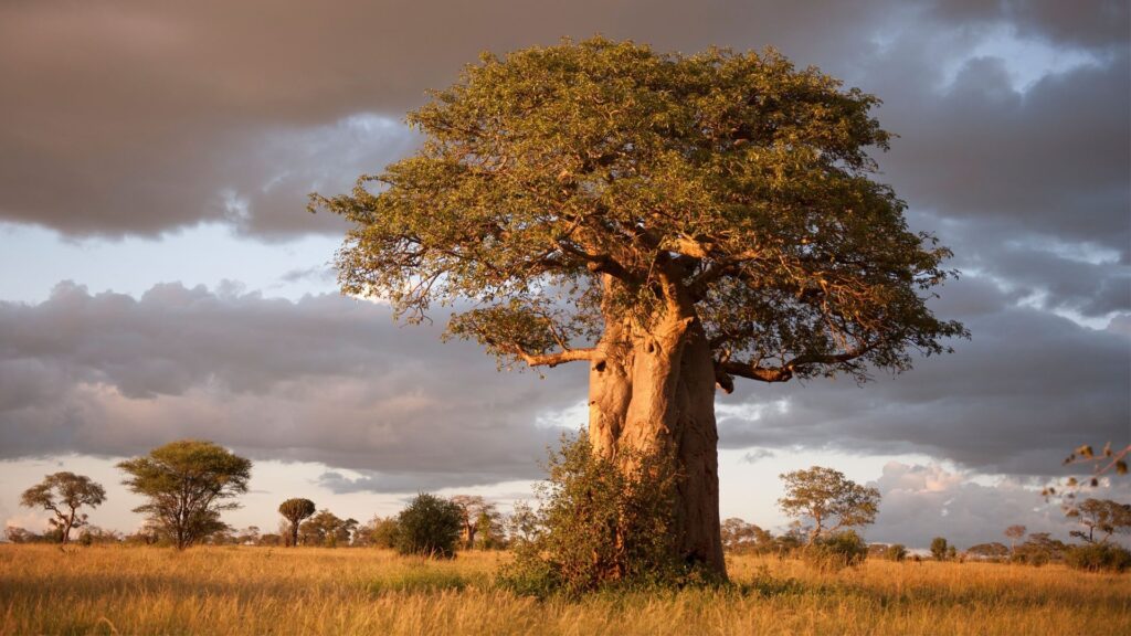 7-Day Budget Camping Safari: Tarangire, Serengeti, Ngorongoro, Manyara & Materuni