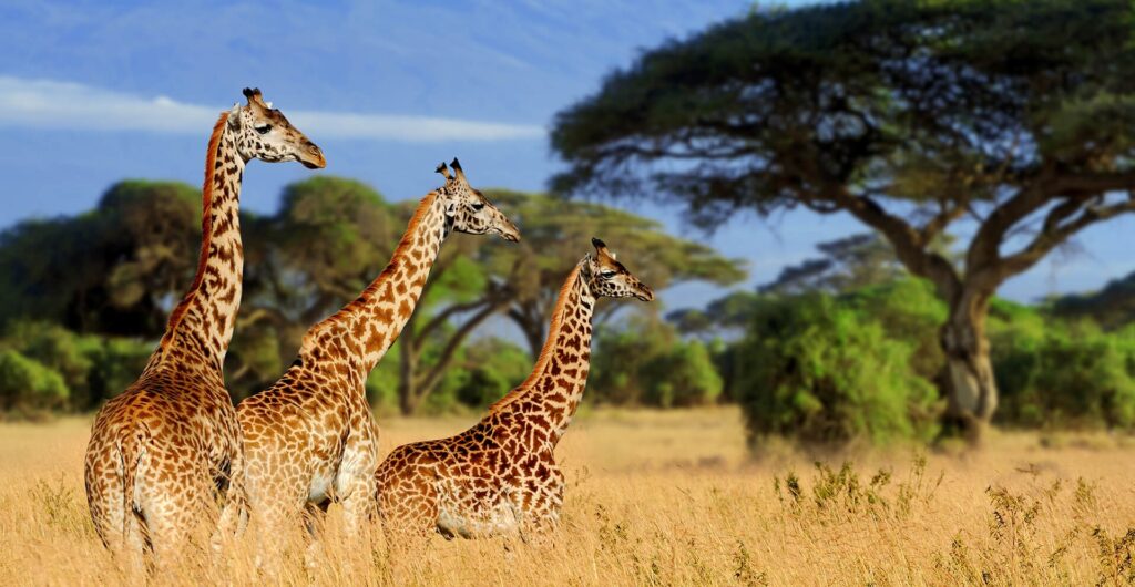 7-Day Budget Camping Safari: Tarangire, Serengeti, Ngorongoro, Manyara & Materuni