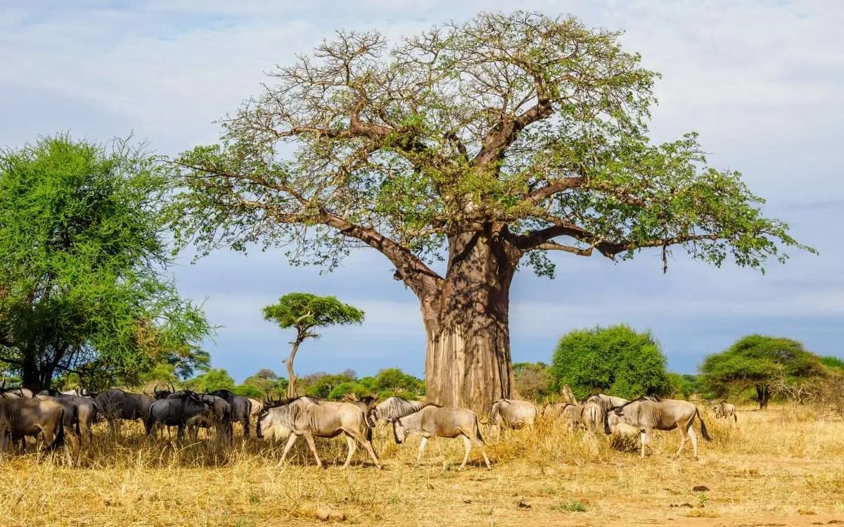 7-Day Budget Camping Safari: Tarangire, Serengeti, Ngorongoro, Manyara & Materuni