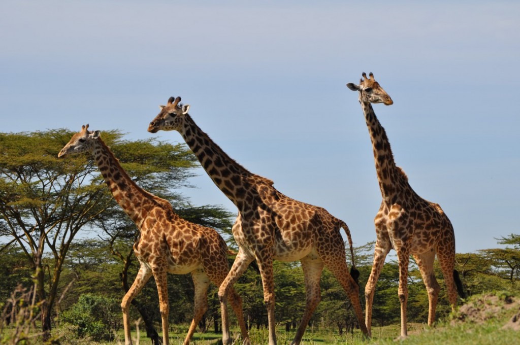 Wildlife Safaris safari
