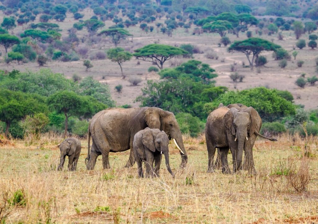 Tarangire, Ngorongoro Crater & Lake Manyara Safari
