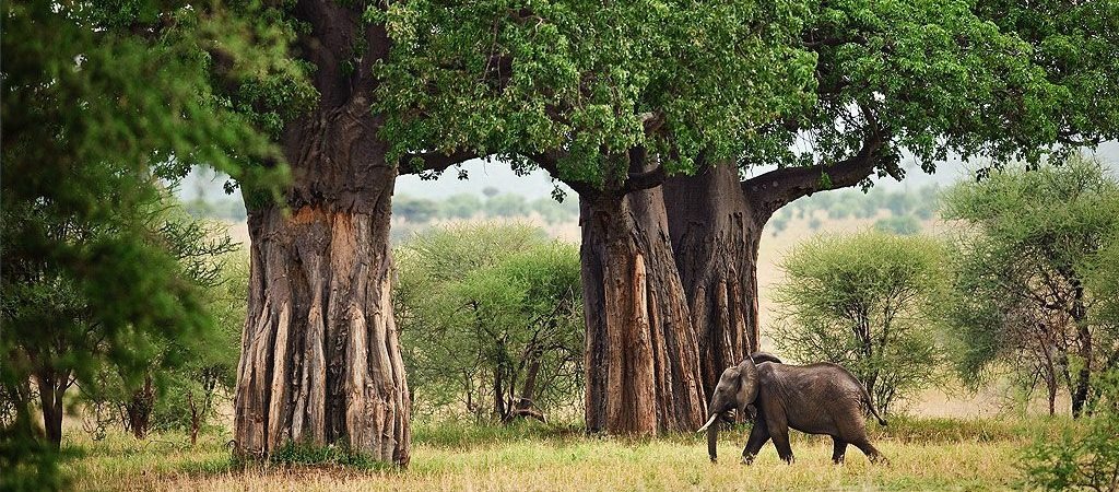 Wildlife Safaris safari