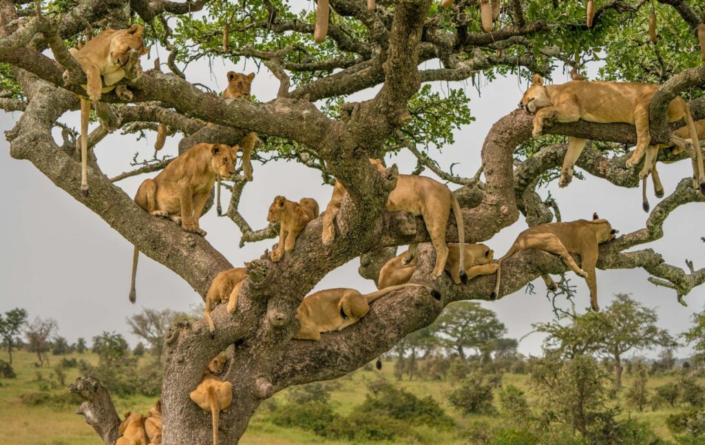 Queen Elizabeth, Ishasha, Bwindi Gorilla Trekking & Lake Bunyonyi Safari