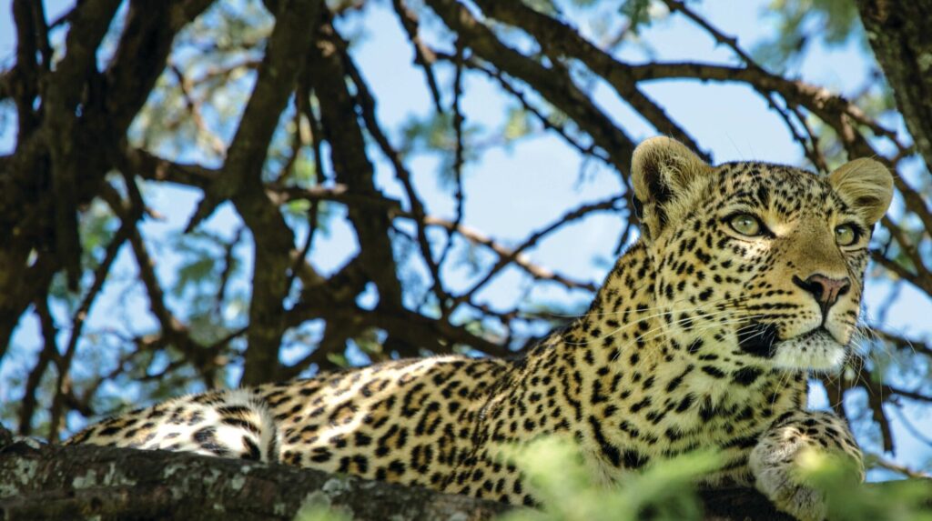 3-Day Masai Mara Safari