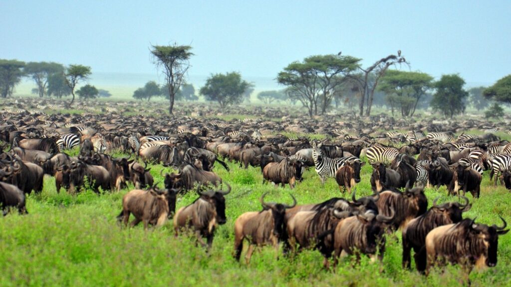 Northern Circuit & Zanzibar Combination Safari