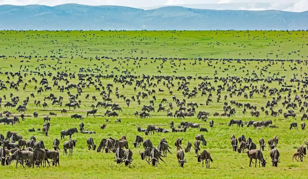 Zanzibar Fly-In: Serengeti, Ngorongoro, Manyara & Tarangire