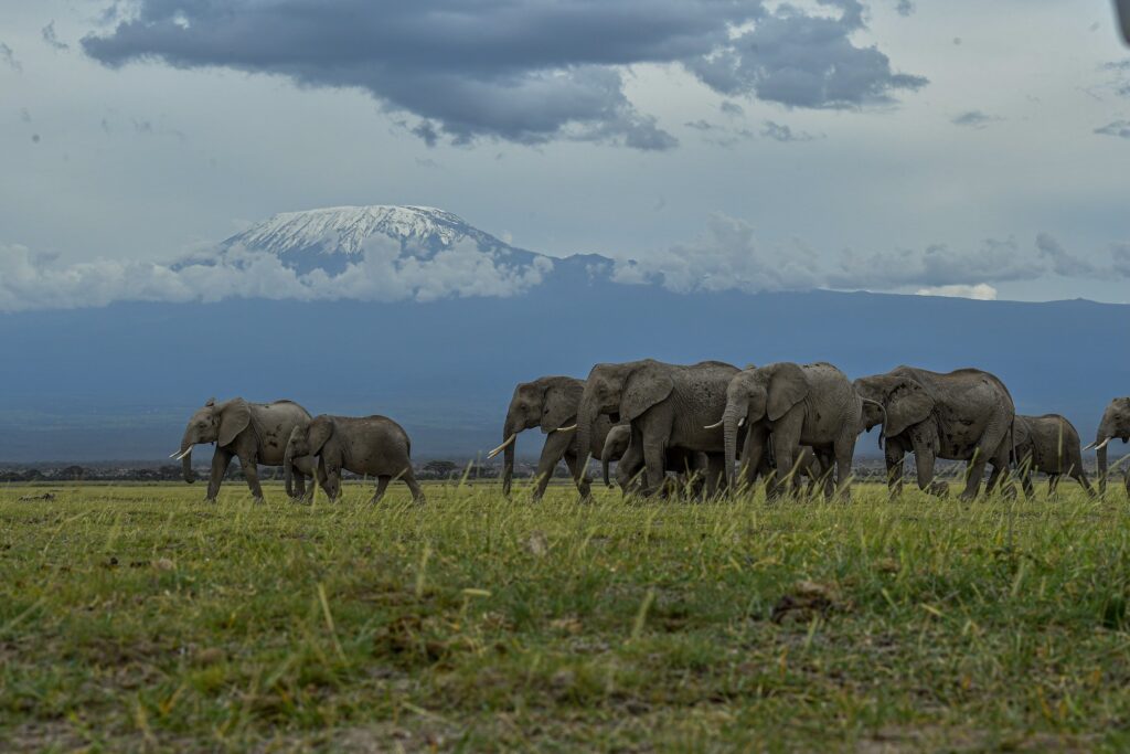 3-Day Luxury Amboseli Safari