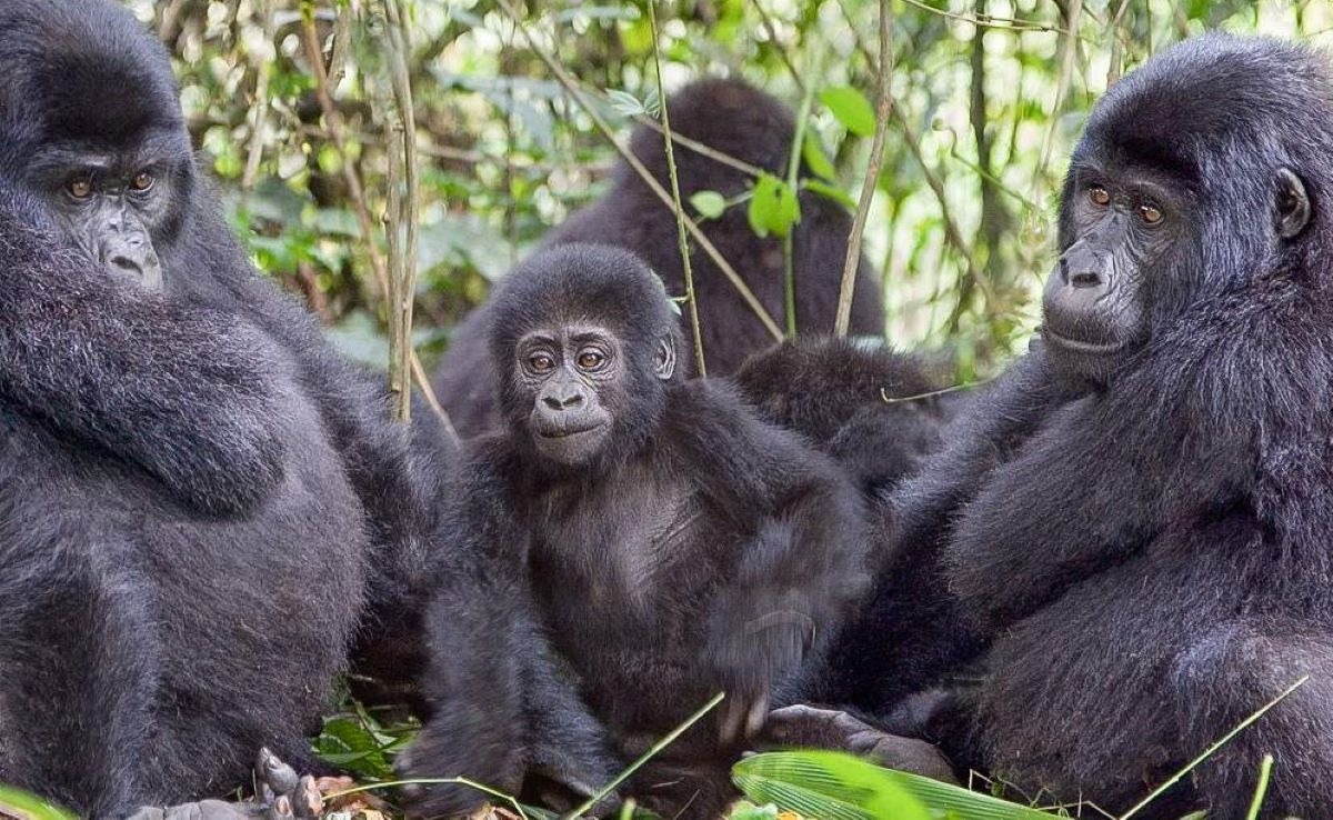 Fly-In Gorilla Trekking Safari: Entebbe to Bwindi via Kihihi