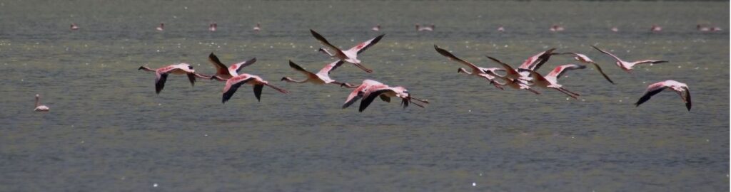 Tarangire, Lake Manyara, Serengeti & Ngorongoro Crater Safari