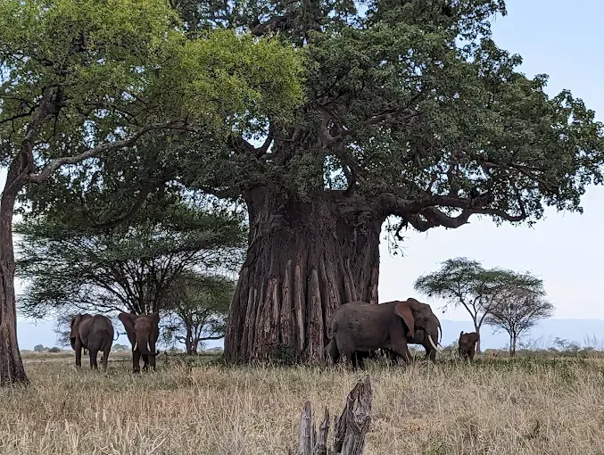 Tarangire, Ngorongoro Crater & Lake Manyara Safari