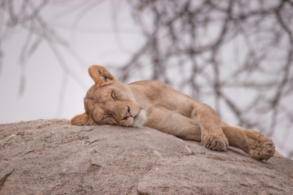 8 Days Signature Kenya Tanzania Safari