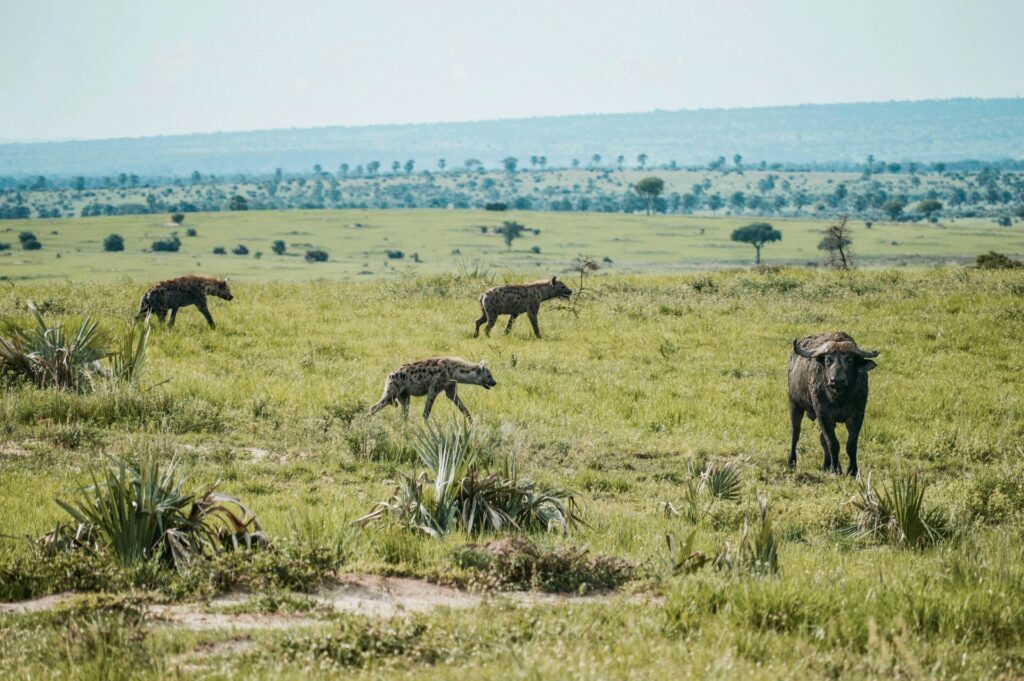 Kibale, Queen Elizabeth & Bwindi Gorilla Trekking Safari