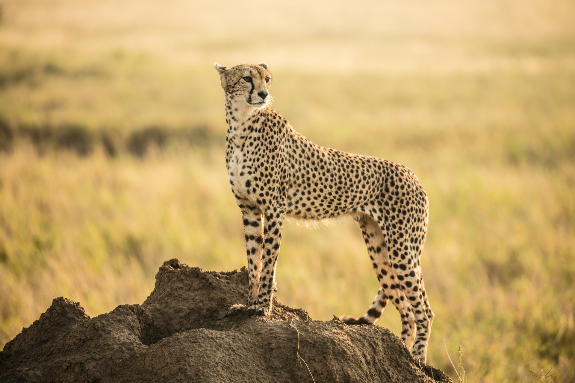 East Africa Safari