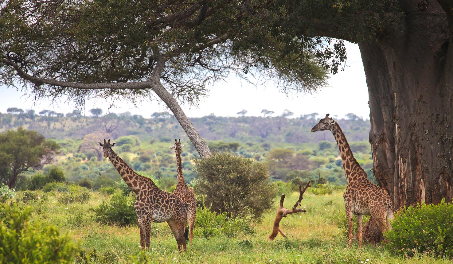 Tarangire, Serengeti & Ngorongoro Crater Safari