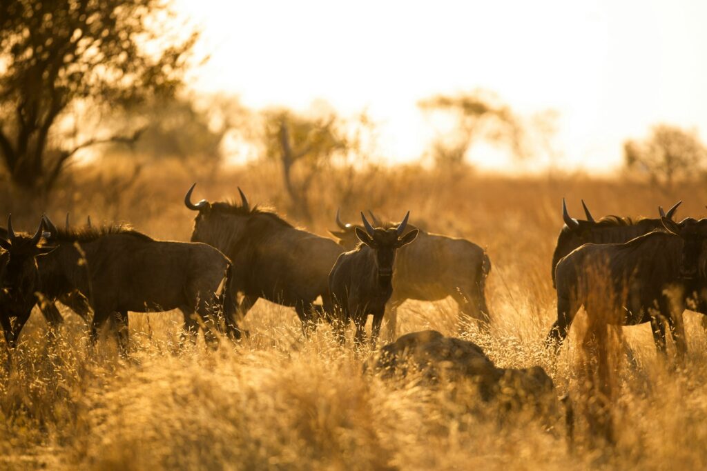 Luxury Kenya Safari