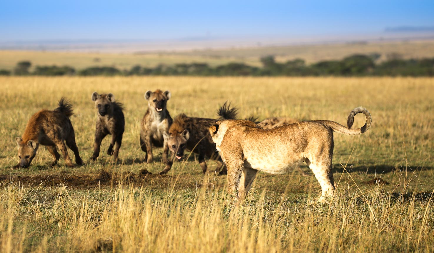 Masai Mara National Reserve Safari