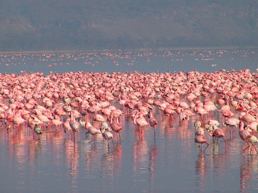 Masai Mara & Hell’s Gate National Park Safari