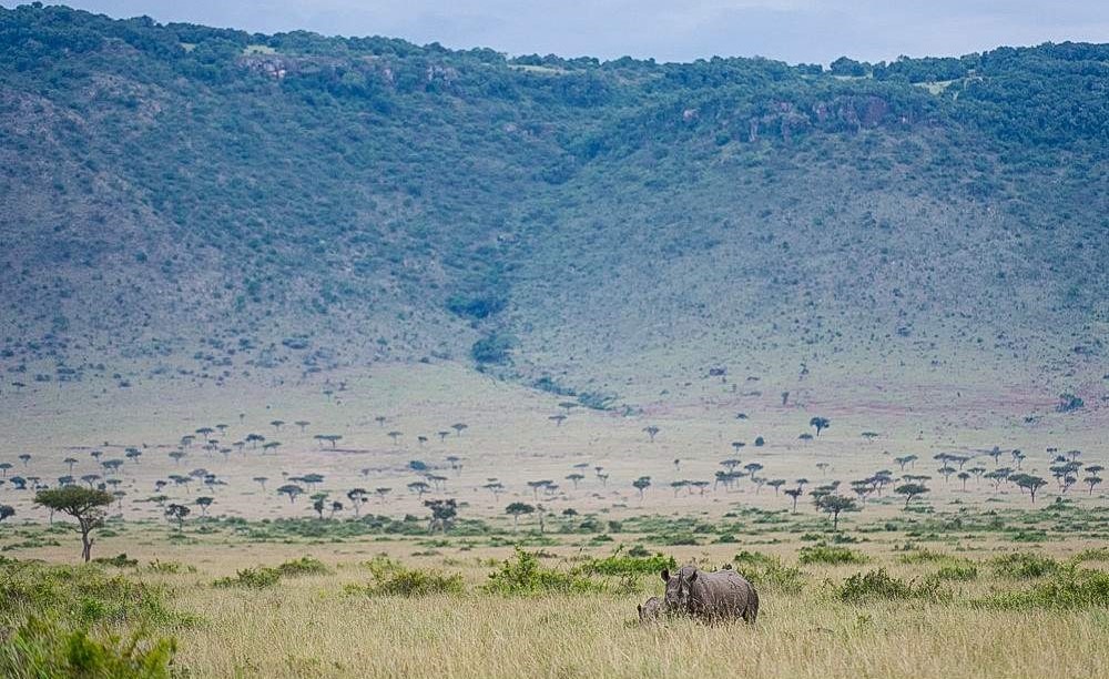 Masai Mara National Reserve Safari