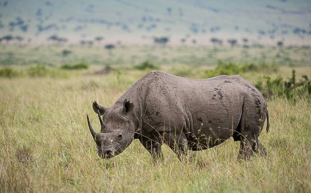Masai Mara National Reserve Safari