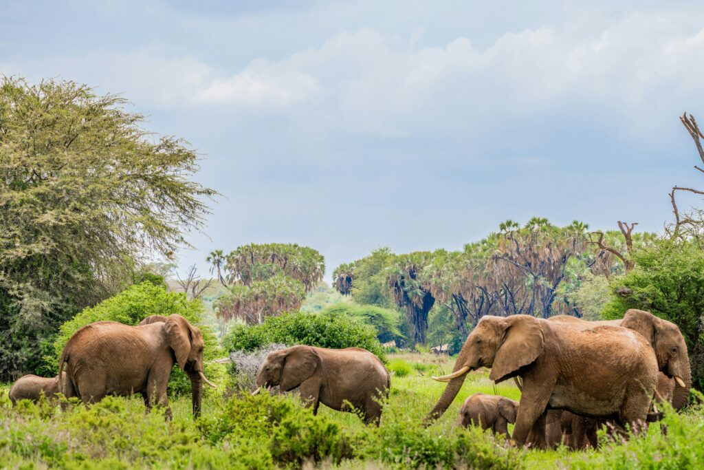 Aberdares, Samburu, Lake Nakuru & Masai Mara Safari