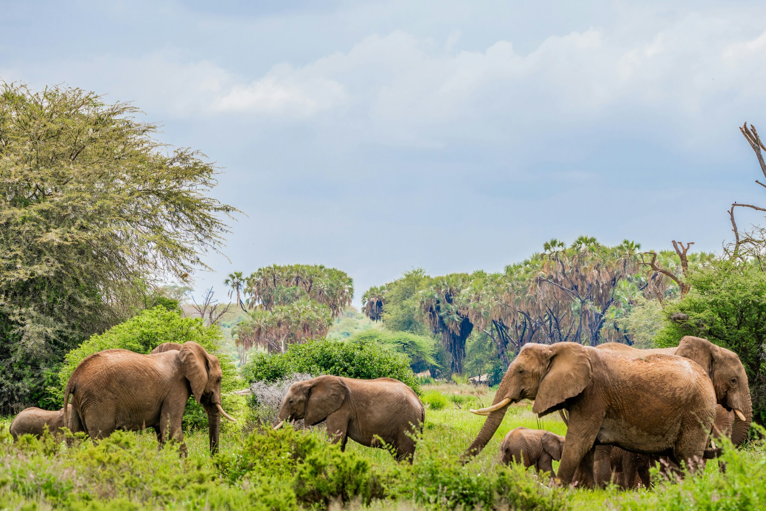 Aberdares, Samburu, Lake Nakuru & Masai Mara Safari