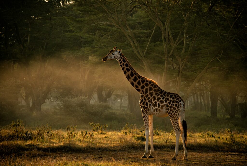 Aberdares, Samburu, Lake Nakuru & Masai Mara Safari